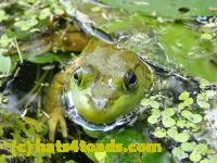 /home//u458753944/public_html/sourcegallery//Frogs/More bullfrogs/P9060090.JPG